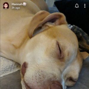 Meet your Posher, Annie